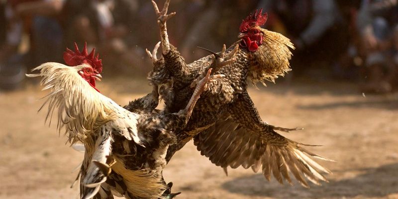 Nền tảng MMWIN - Chơi đá gà online trực tuyến tại châu Á